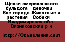 Щенки американского бульдога ( девочки) - Все города Животные и растения » Собаки   . Владимирская обл.,Вязниковский р-н